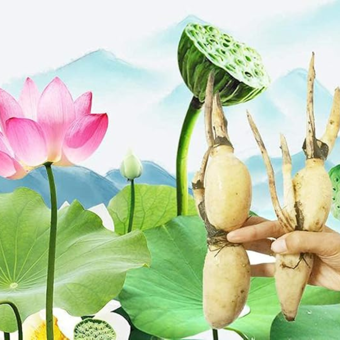SEMILLAS DE LOTO 🪷 + GUIA DE GERMINACION