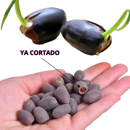 SEMILLAS DE LOTO 🪷 + GUIA DE GERMINACION