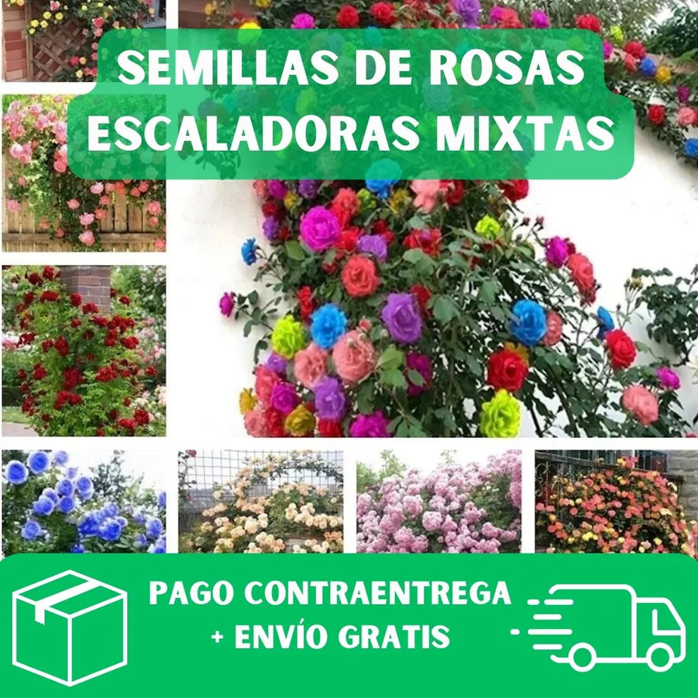 Semillas De Rosas Trepadoras (200 Uds.), con guía de paso a paso para cultivar.