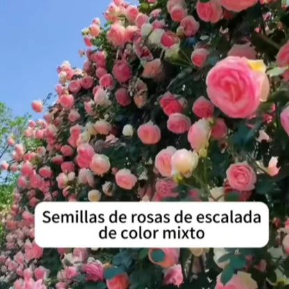 Semillas De Rosas Trepadoras (200 Uds.), con guía de paso a paso para cultivar.